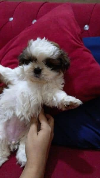 shitzu male and female puppies for sale 3