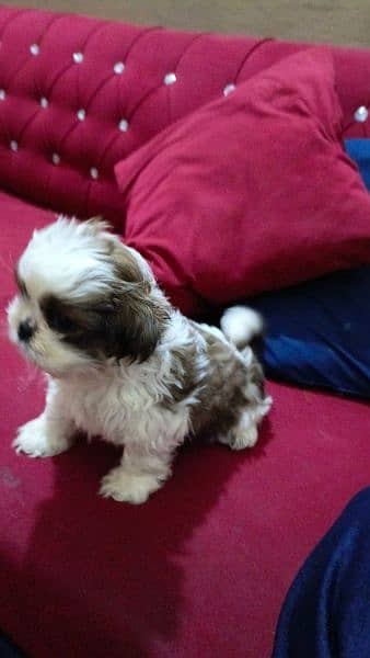 shitzu male and female puppies for sale 4