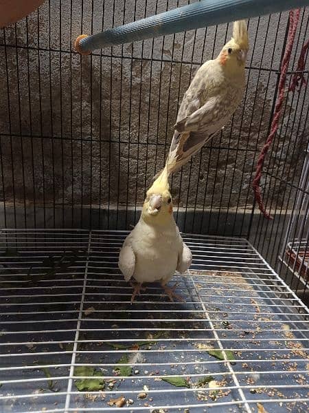 Cocktail parrots pair/ with 12 eggs/ with cage 1