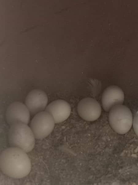 Cocktail parrots pair/ with 12 eggs/ with cage 2