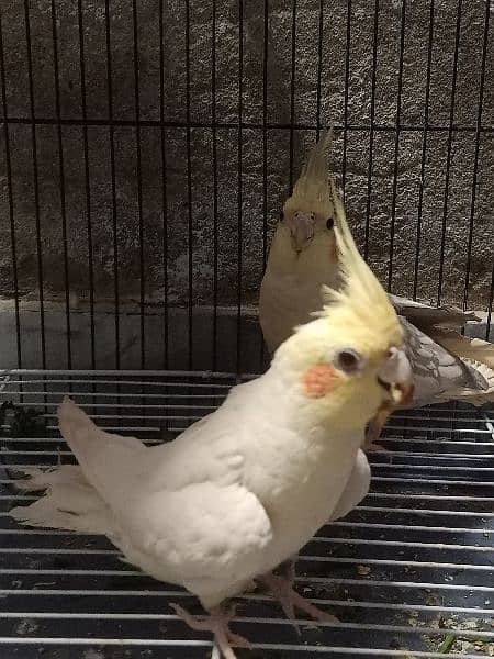 Cocktail parrots pair/ with 12 eggs/ with cage 3