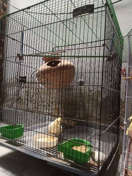 Cocktail parrots pair/ with 12 eggs/ with cage 4