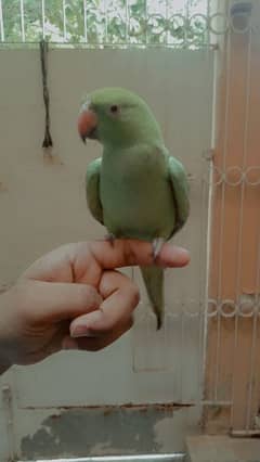 ringneck baby parrot male for sale only 1 male parrot