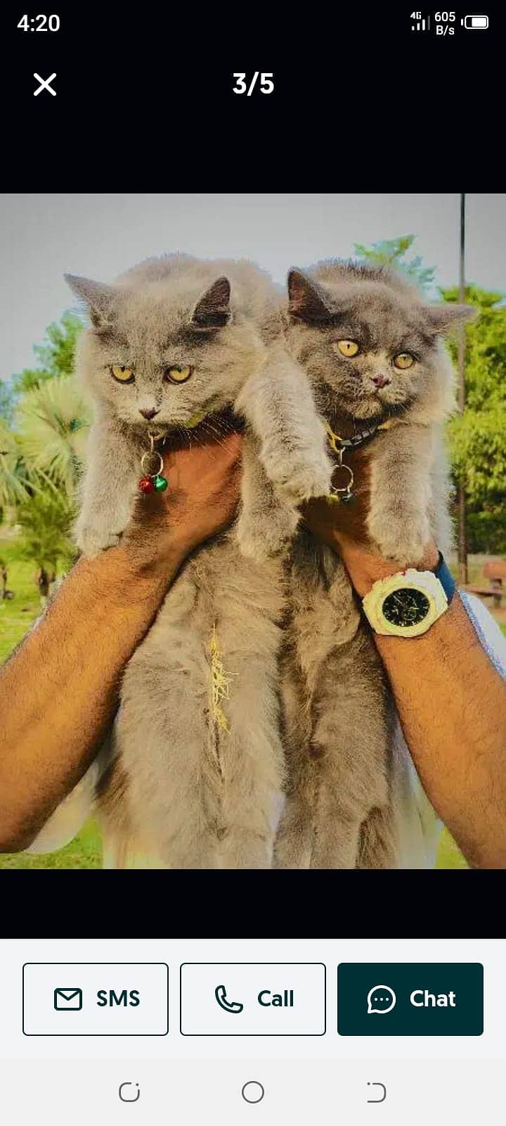 Persian cat and kitten 6