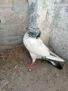 Fancy Pigeon + ghasi pigeon