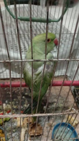 Green parrot 1