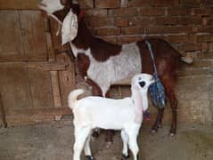 Beetal goat with one female kid for sale