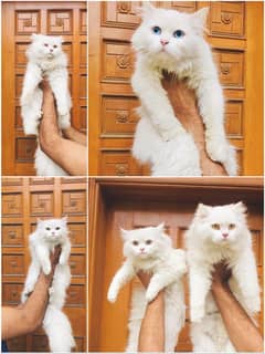 Persian cat and kitten