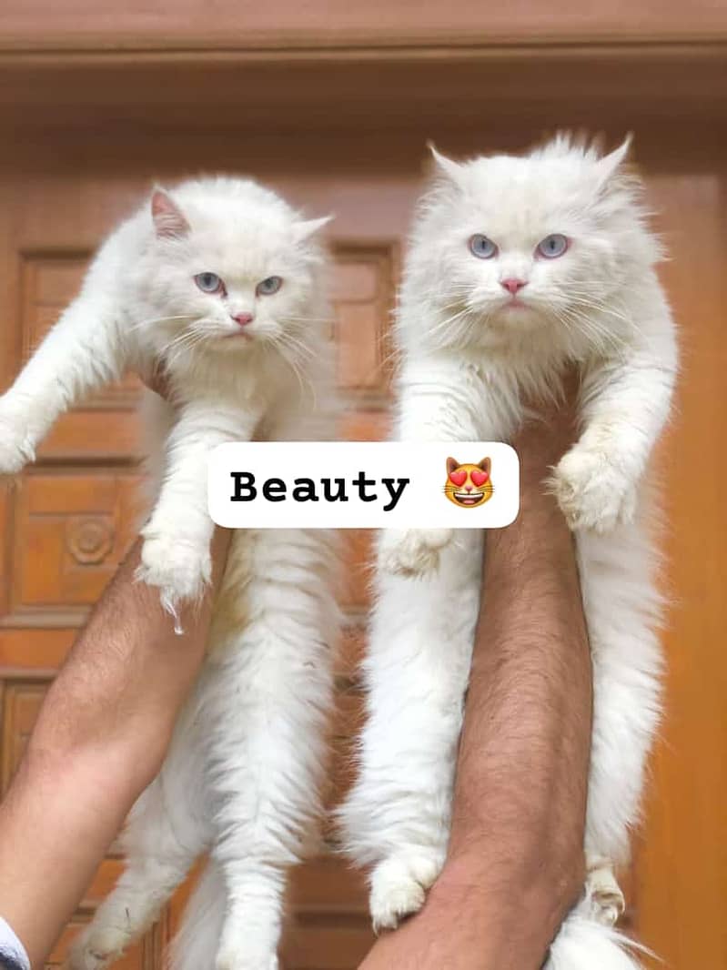 Persian cat and kitten 2