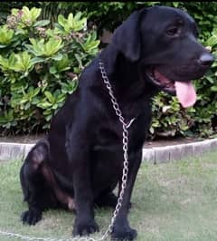 pedigree Labrador male for sale