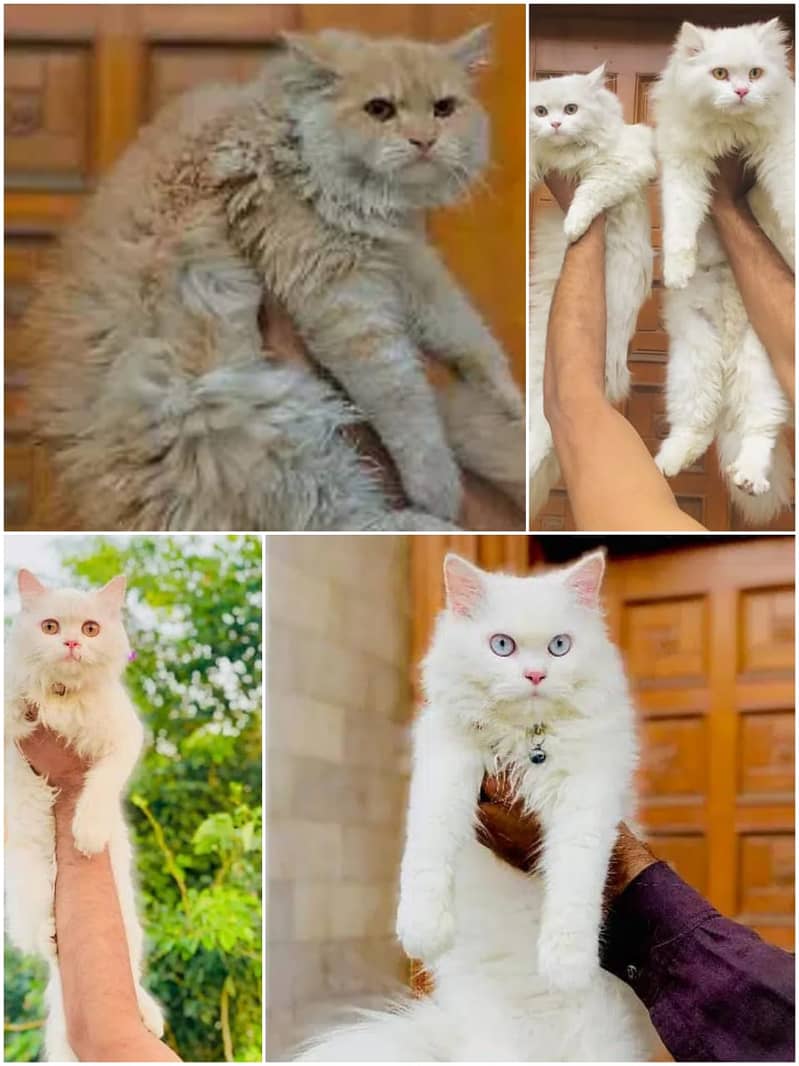 Persian cat and kitten 1