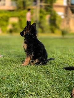 German Shepherd | German Shepherd Puppies | Pedigree Dogs | Puppy