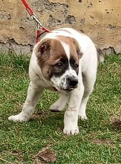king Alabai  male age 55 days for sale sequrty dogs