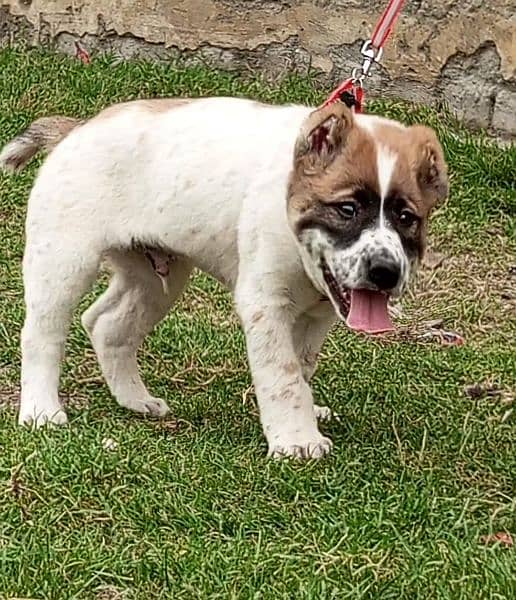 king Alabai  male age 55 days for sale sequrty dogs 3
