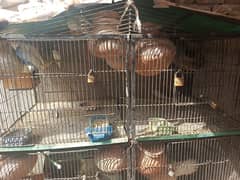 Bird cage 25000