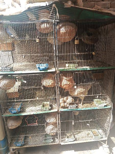 Bird cage 25000 1