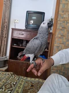 Fully Talkative Hand Tamed African Grey Parrot
