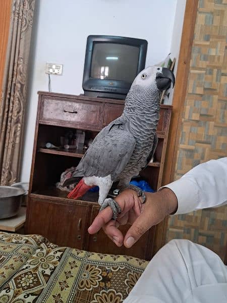 Fully Talkative Hand Tamed African Grey Parrot 0