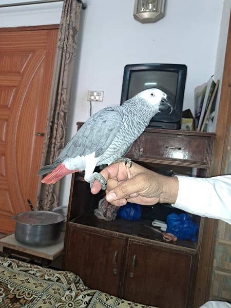 Fully Talkative Hand Tamed African Grey Parrot 1