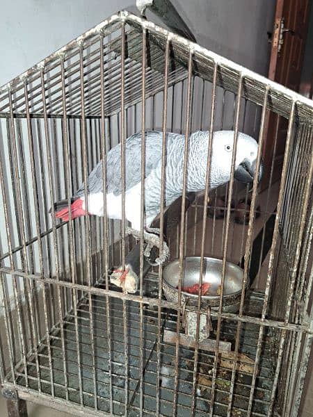 Fully Talkative Hand Tamed African Grey Parrot 2