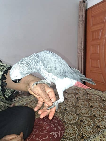 Fully Talkative Hand Tamed African Grey Parrot 3