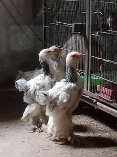 White Columbian Brahma Chicks