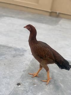 pure aseel hens for sale