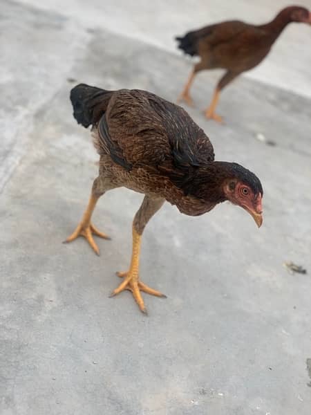 pure aseel hens for sale 1