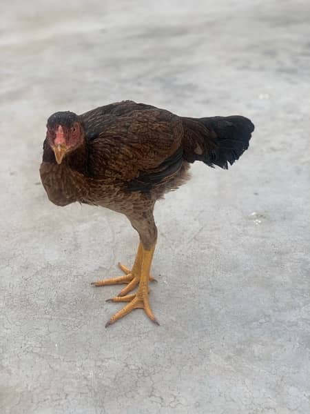 pure aseel hens for sale 2