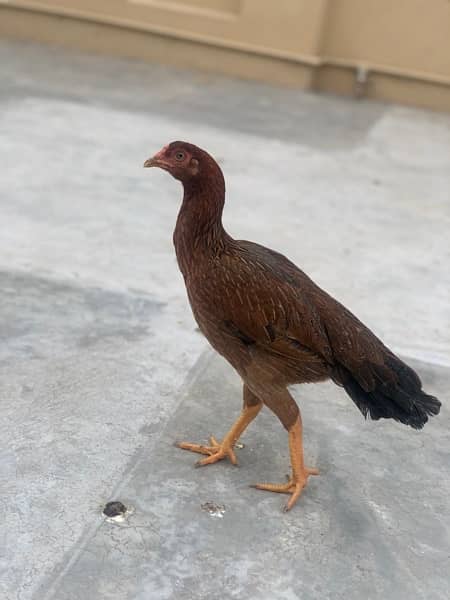 pure aseel hens for sale 3