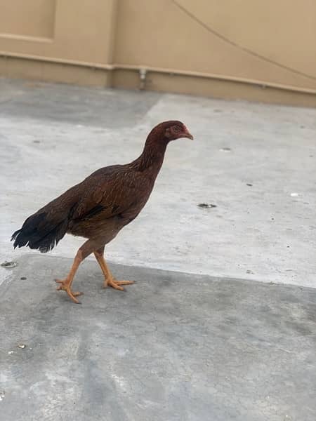pure aseel hens for sale 4