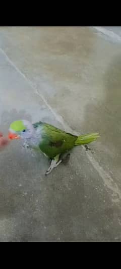 raw green kashmiri parrot 0