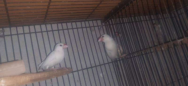 2 breeder pair java silver and white for sale 1