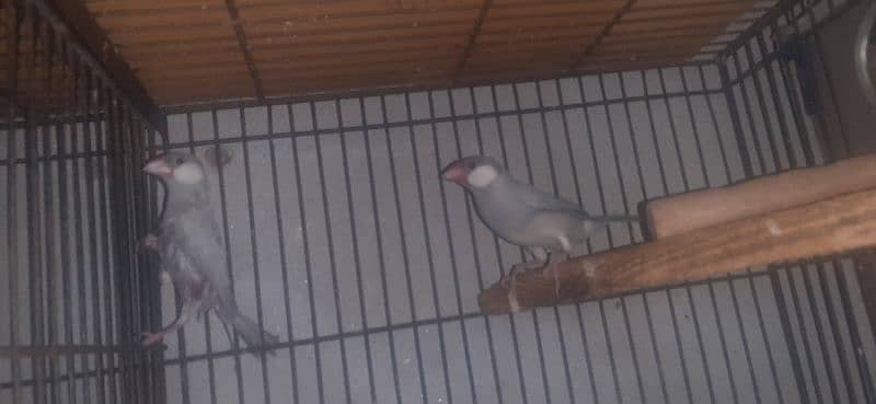 2 breeder pair java silver and white for sale 2