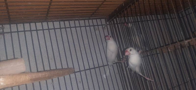 2 breeder pair java silver and white for sale 3