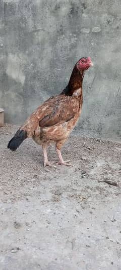 Aseel Breeder Hens for sale High Quality Birds 0