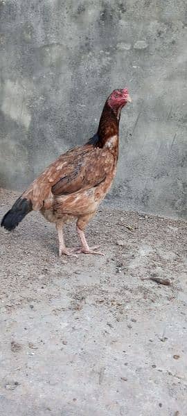 Aseel Breeder Hens for sale High Quality Birds 1
