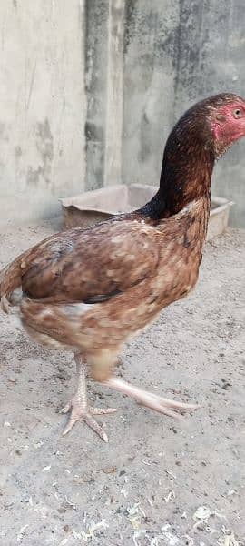 Aseel Breeder Hens for sale High Quality Birds 2