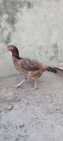 Aseel Breeder Hens for sale High Quality Birds 3