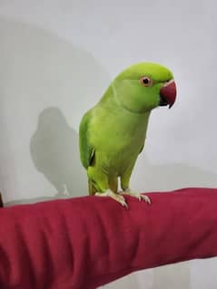 parrot talking parrot