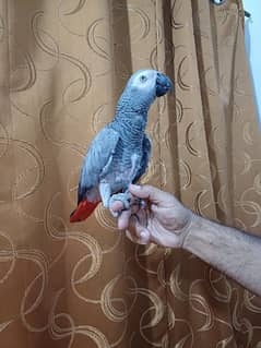 African Grey 2 years old