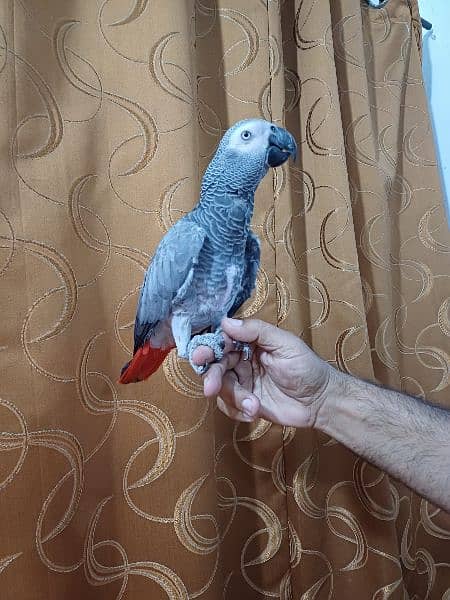 African Grey 2 years old 0