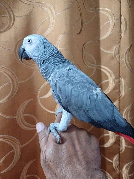 African Grey 2 years old 1