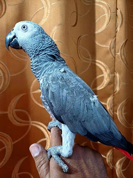 African Grey 2 years old 2