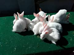 | Rabbit | bunny | Zealand White bunny For Sale