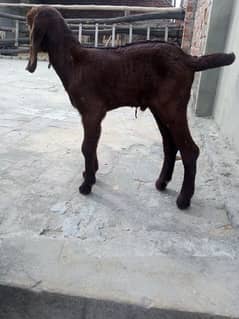 goat with male baby 03077109489