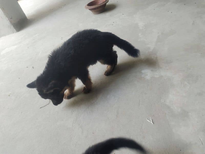 baby dog for sale 1 male 2 female 0