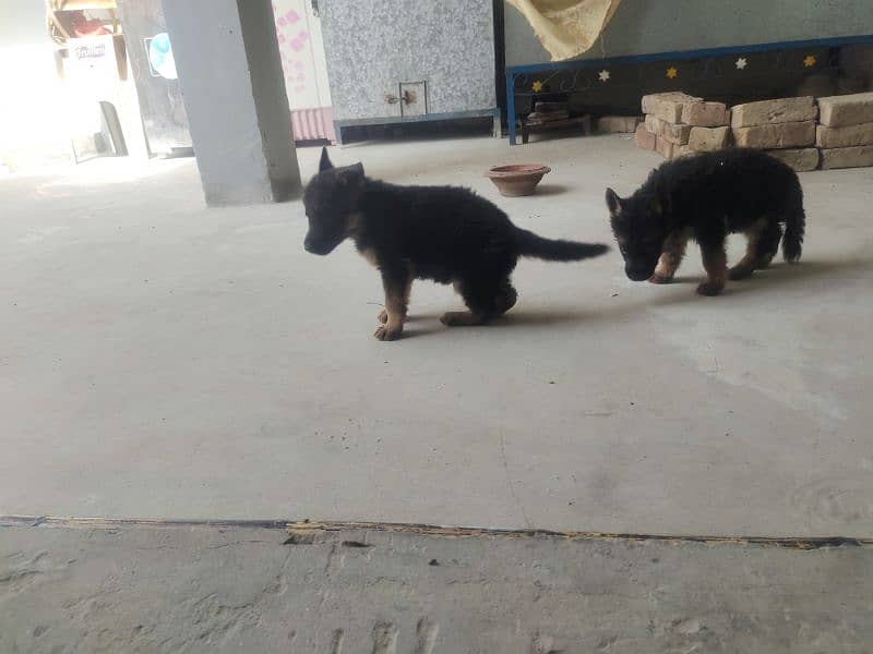 baby dog for sale 1 male 2 female 2