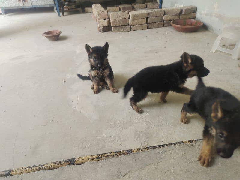 baby dog for sale 1 male 2 female 3