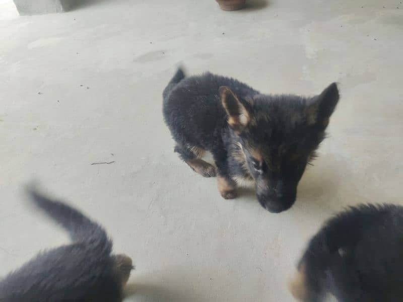 baby dog for sale 1 male 2 female 4
